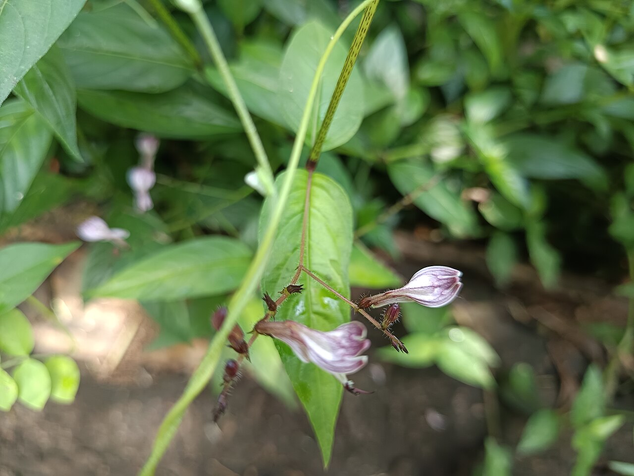 Andrographis paniculata