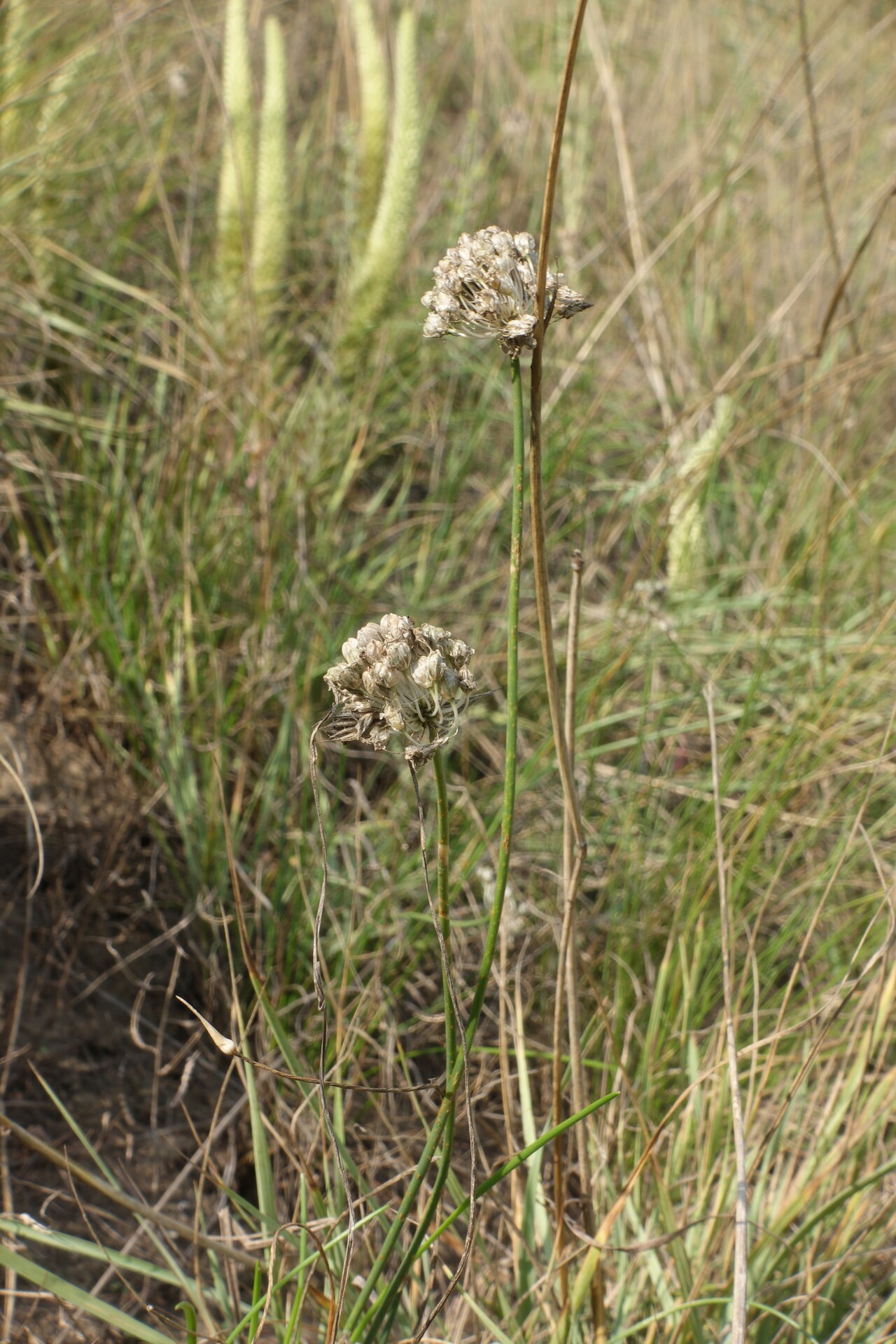 Allium clathratum