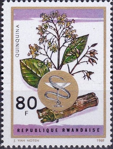 Cinchona ledgeriana