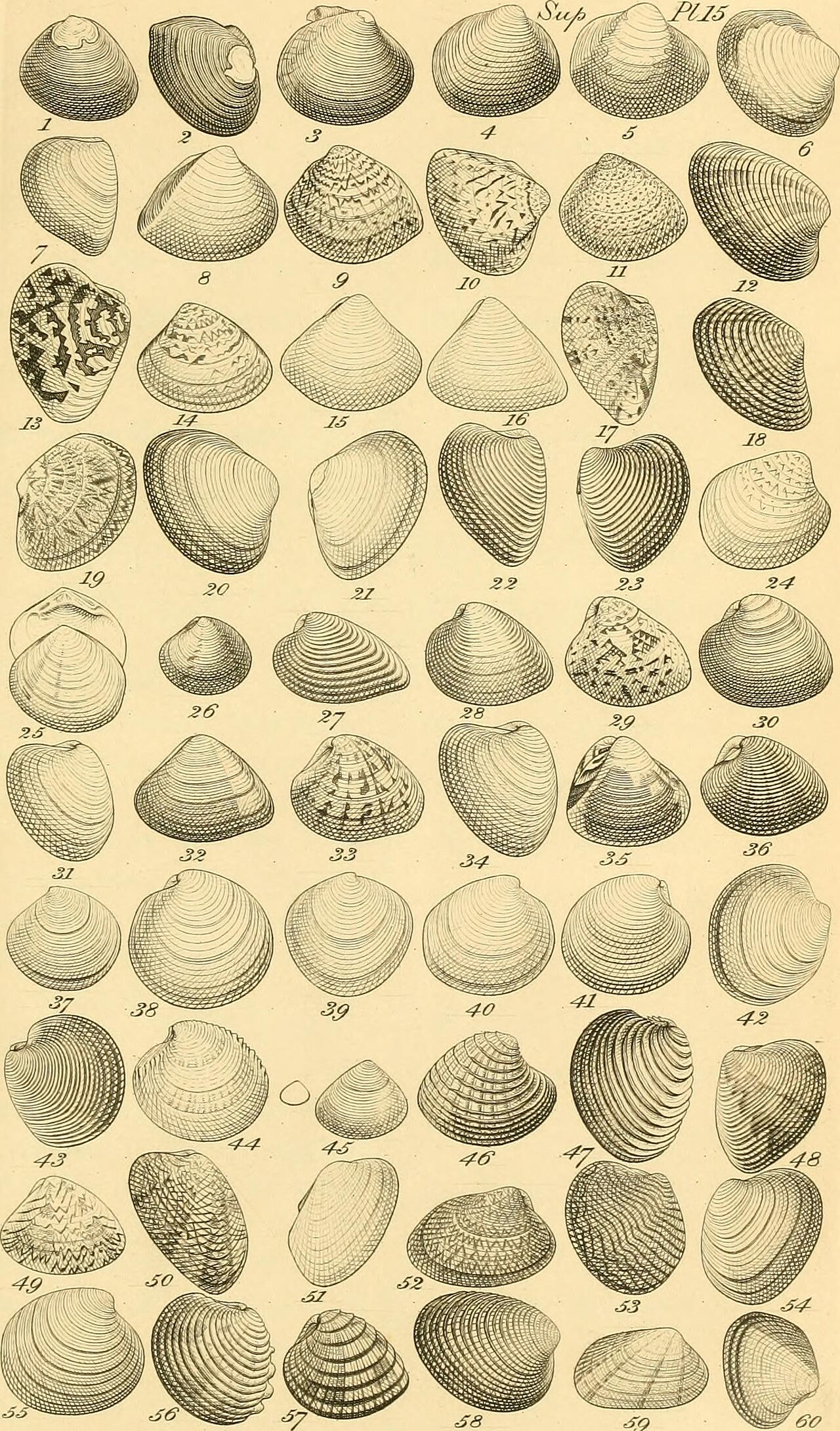 Chione subimbricata