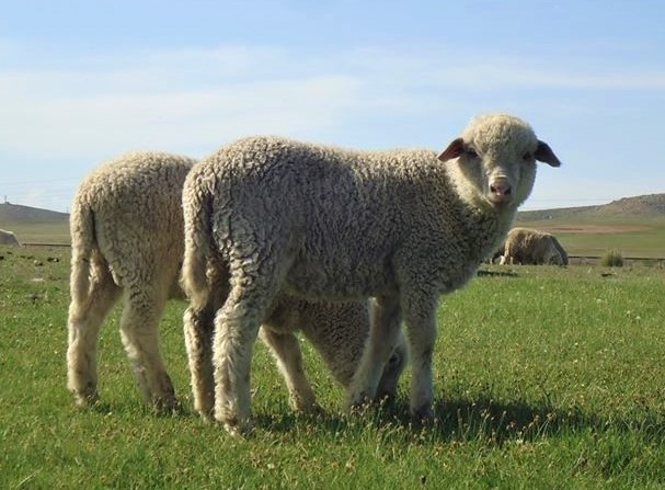 Orkhon sheep