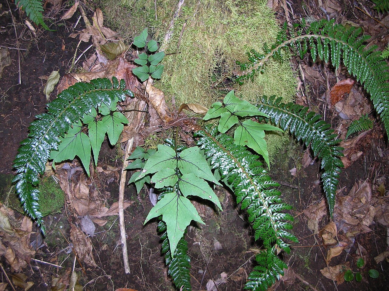 Polystichum hillebrandii