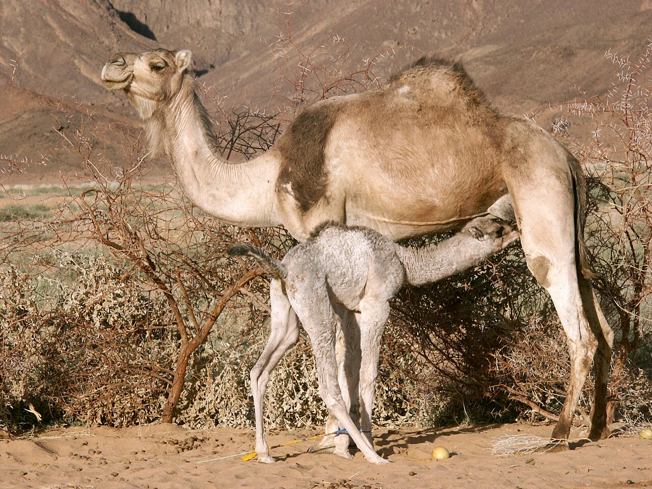Dromedary camel