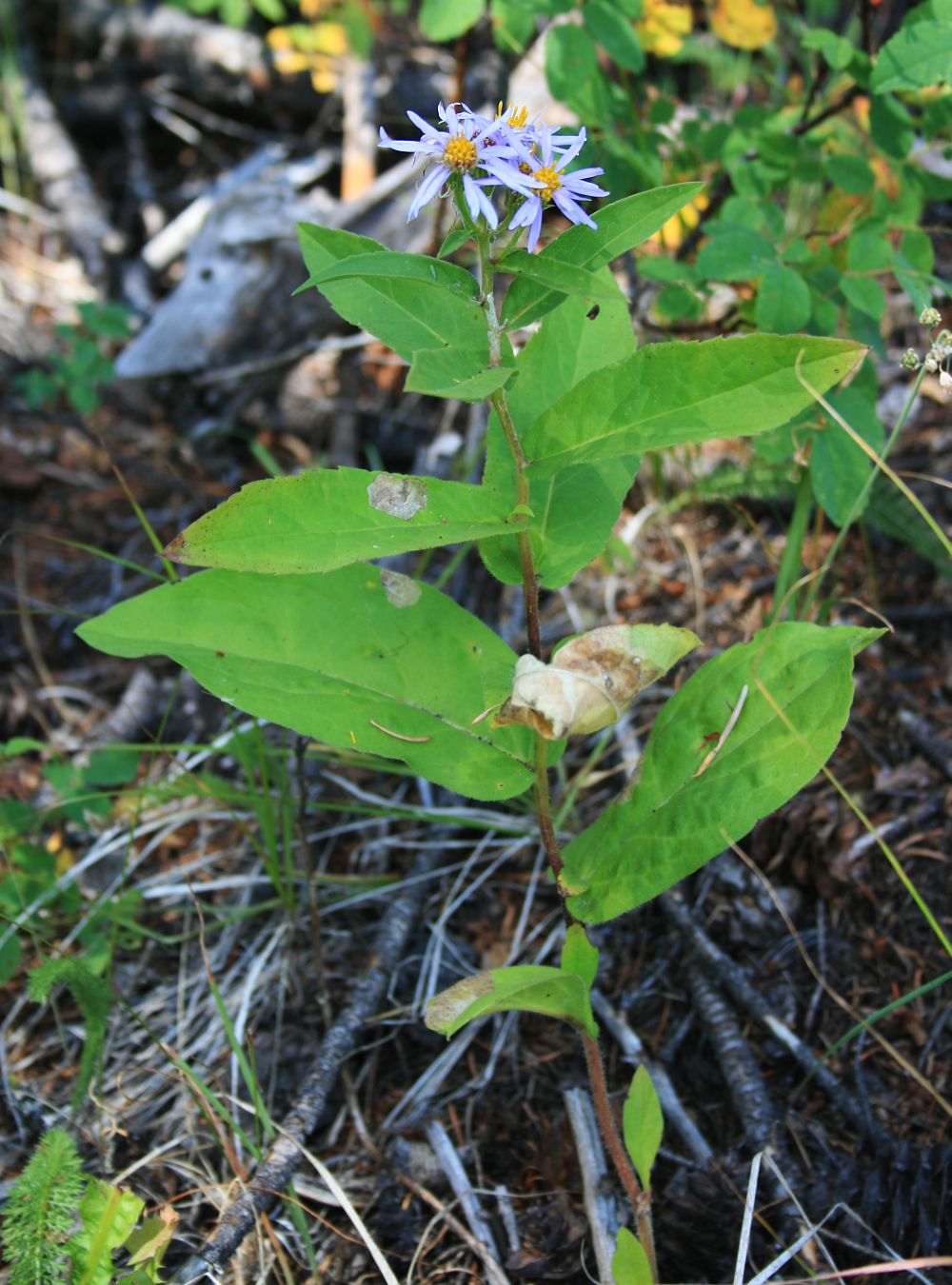 Western showy aster