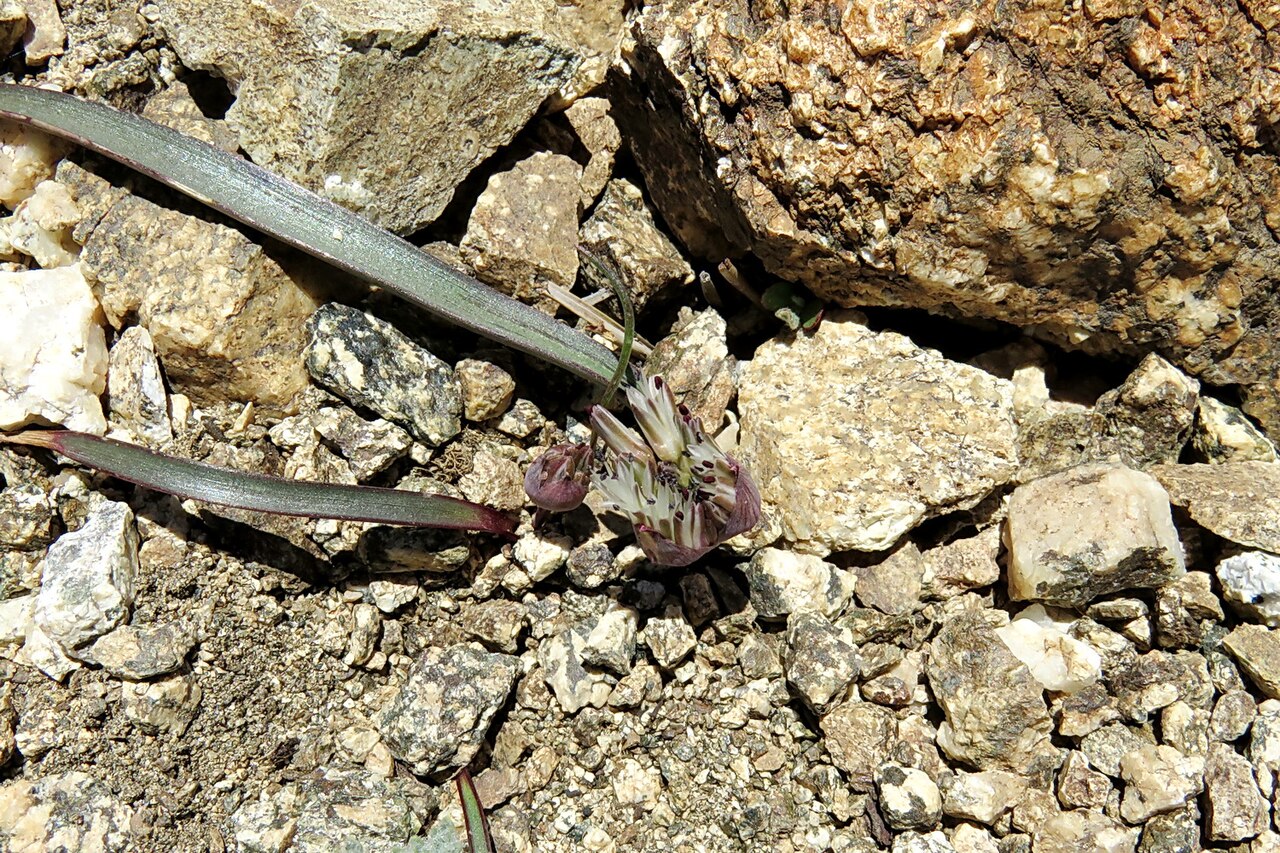 Allium burlewii