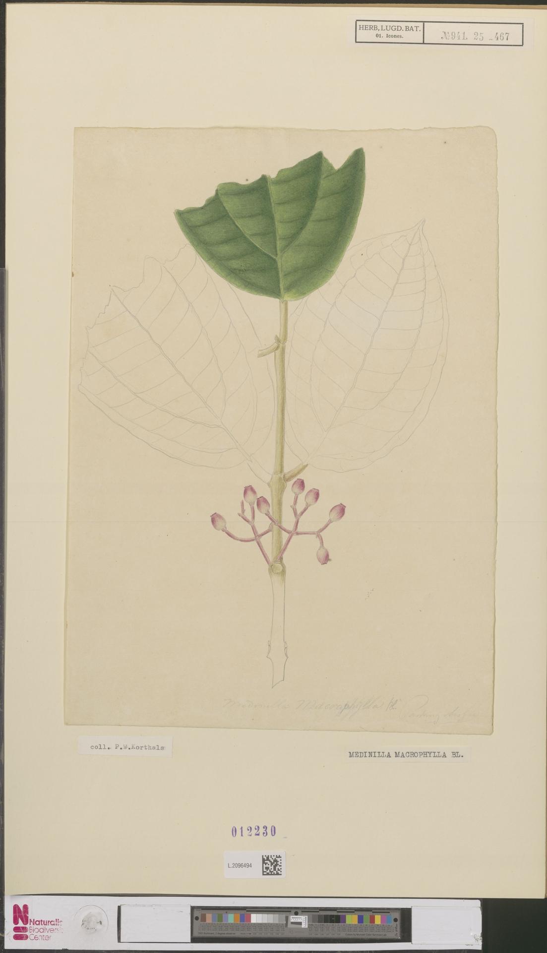 Medinilla macrophylla
