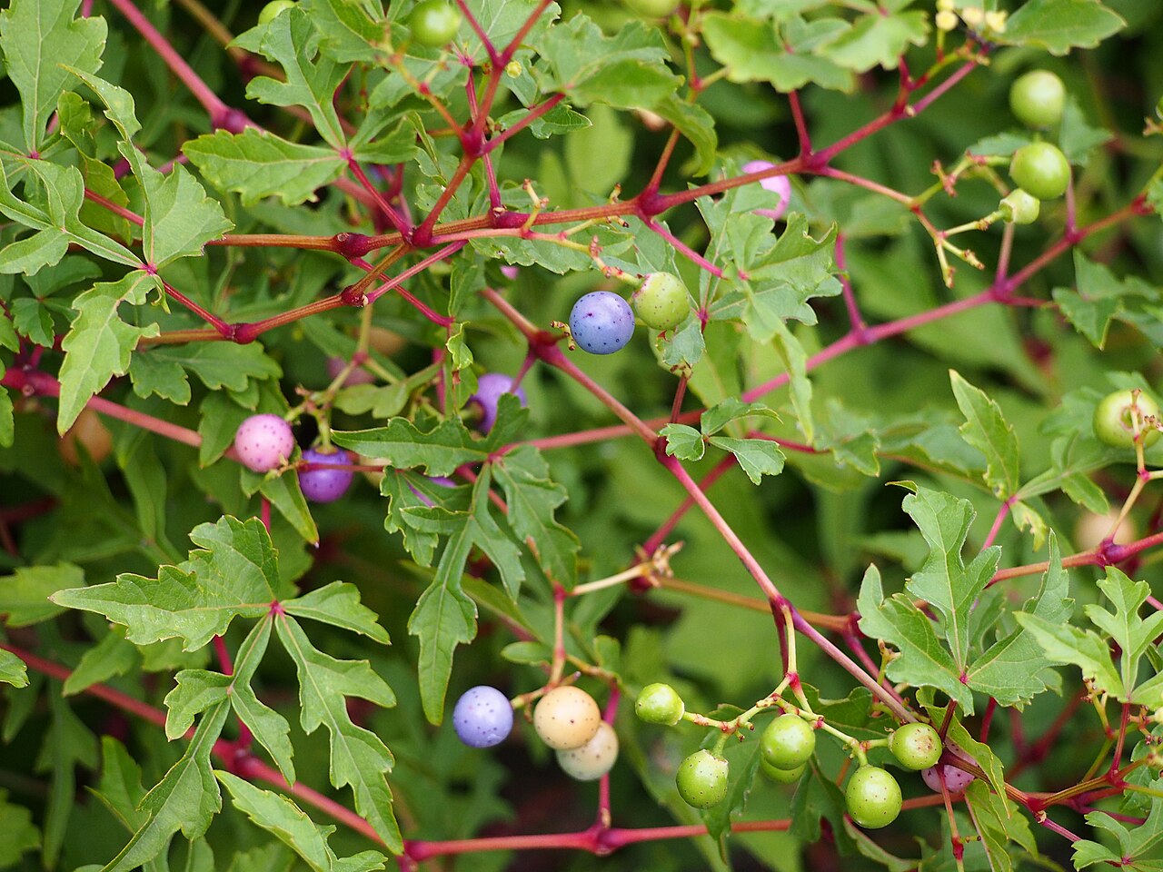Ampelopsis japonica