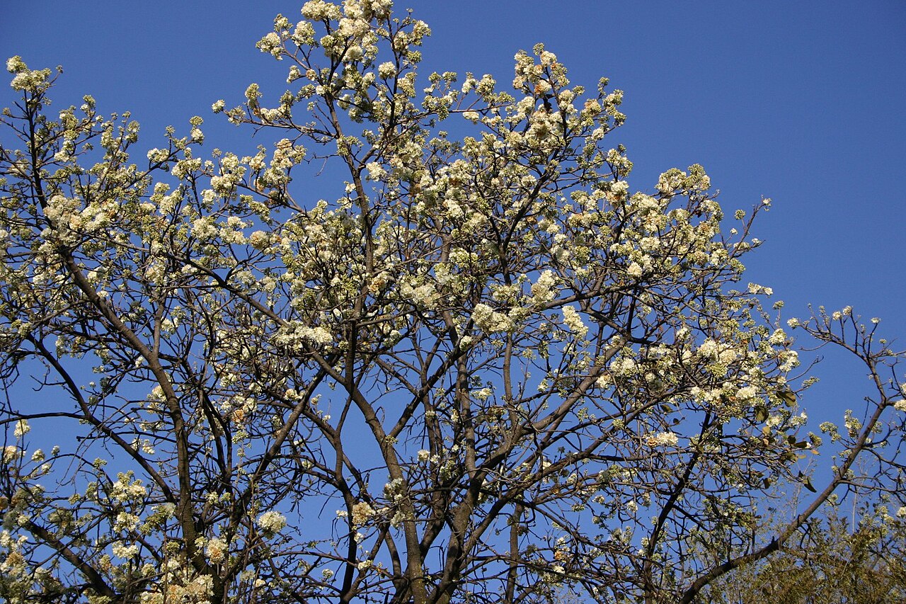 Dombeya rotundifolia