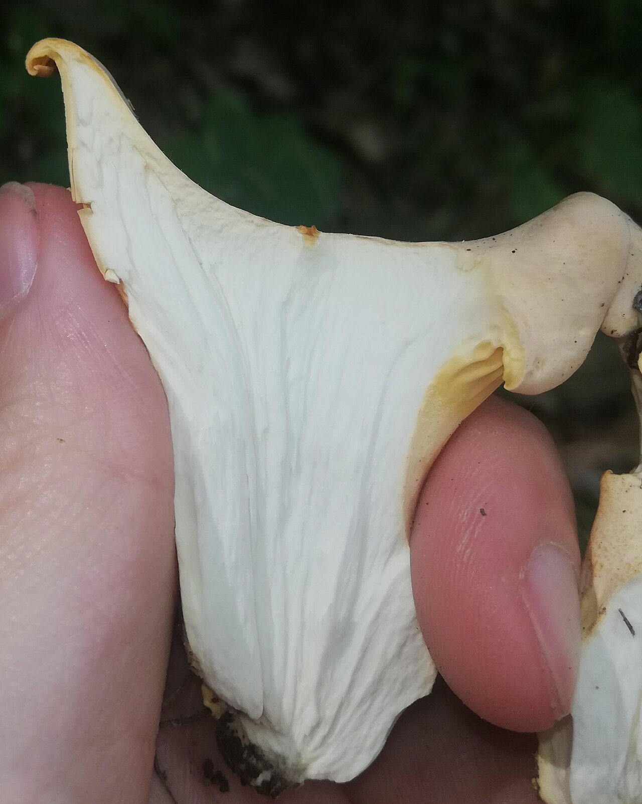Cantharellus pallens