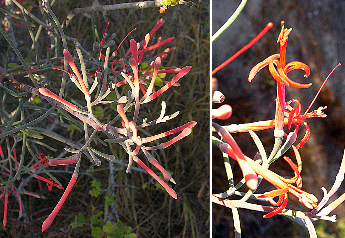 Psittacanthus sonorae