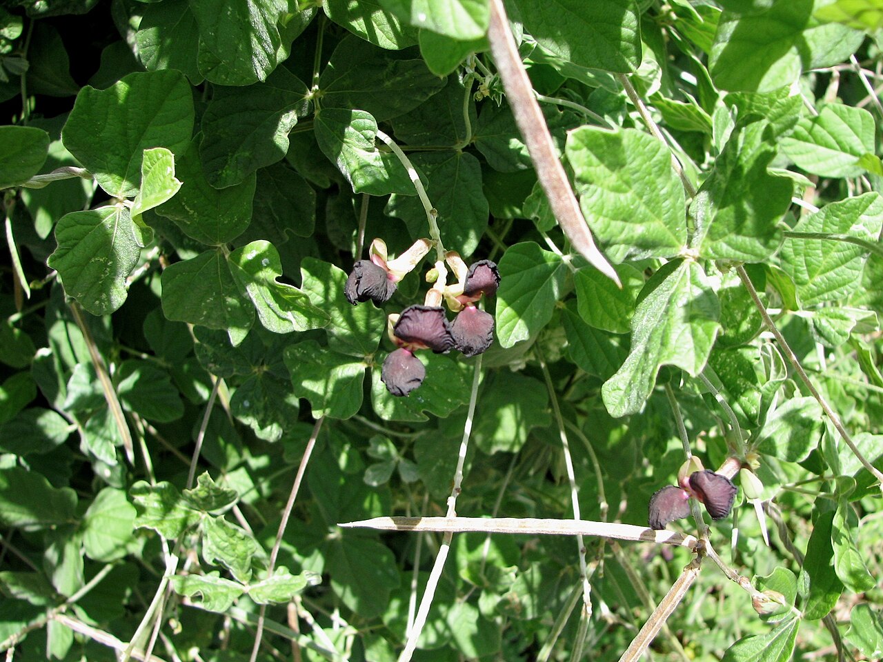 Macroptilium atropurpureum