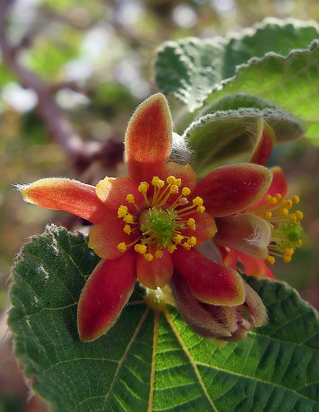 Grewia villosa