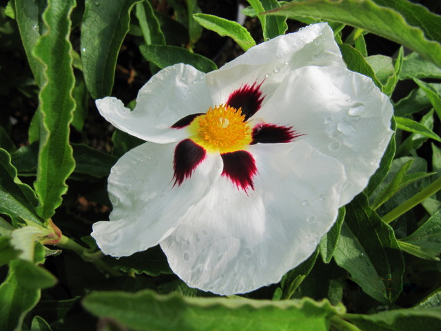 Cistus aguilari