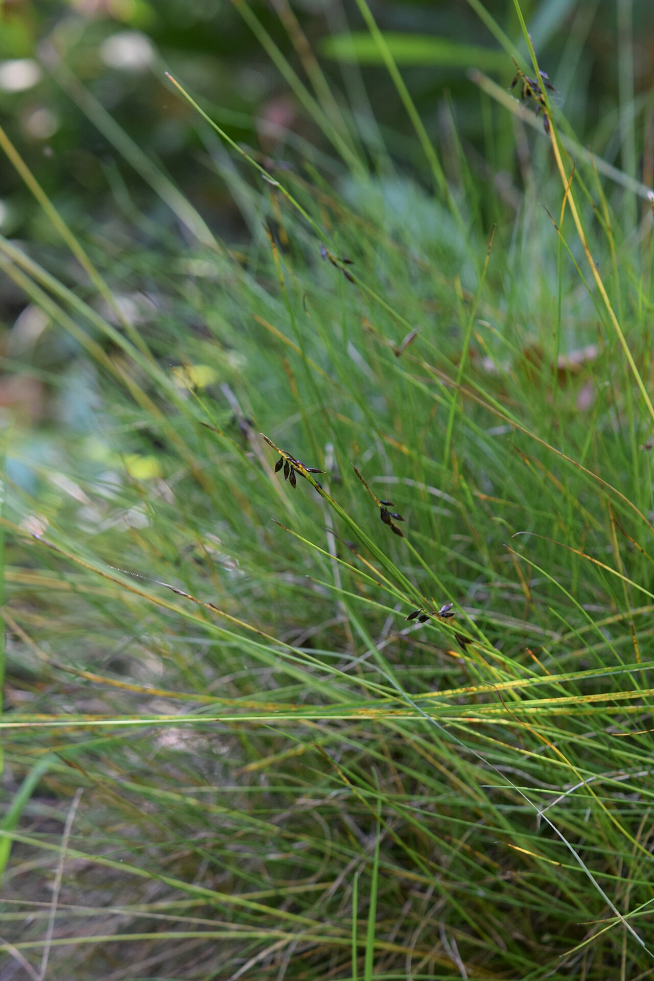 Carex pulicaris