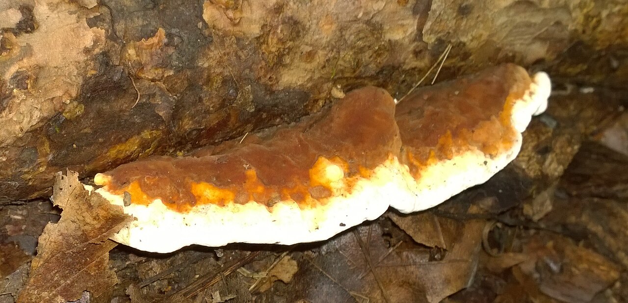 Heterobasidion irregulare