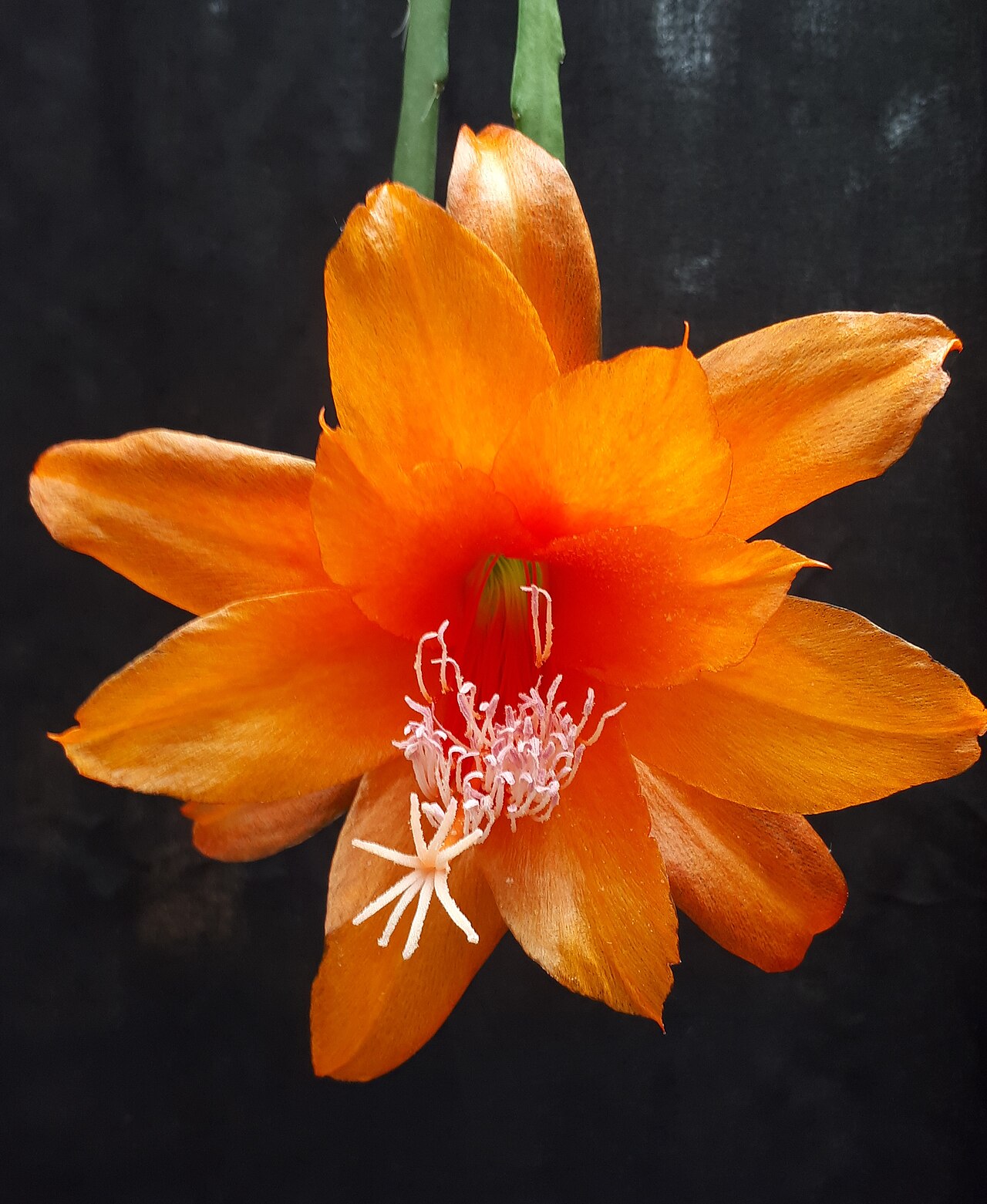 Disocactus aurantiacus