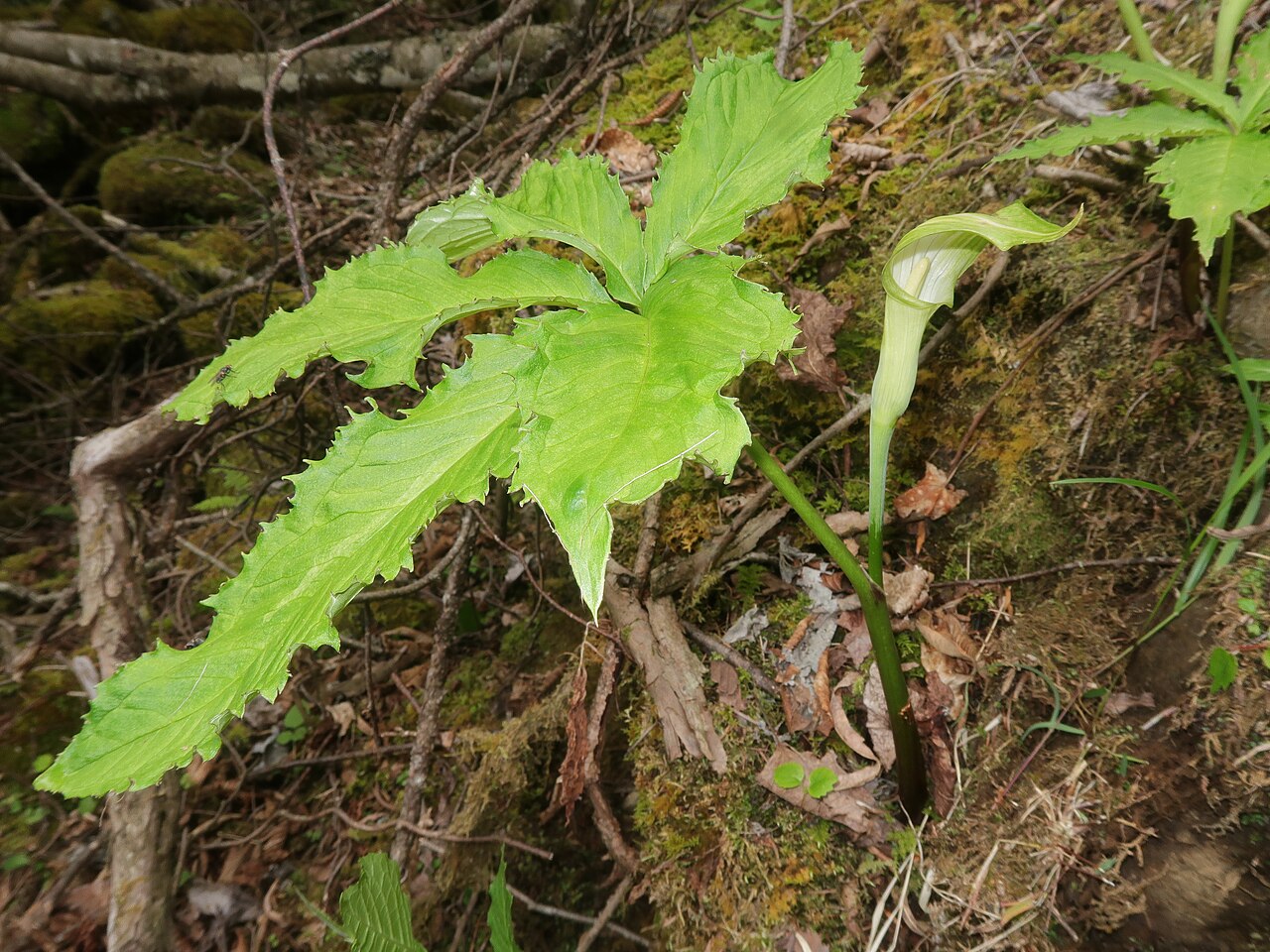 Arisaema longipedunculatum
