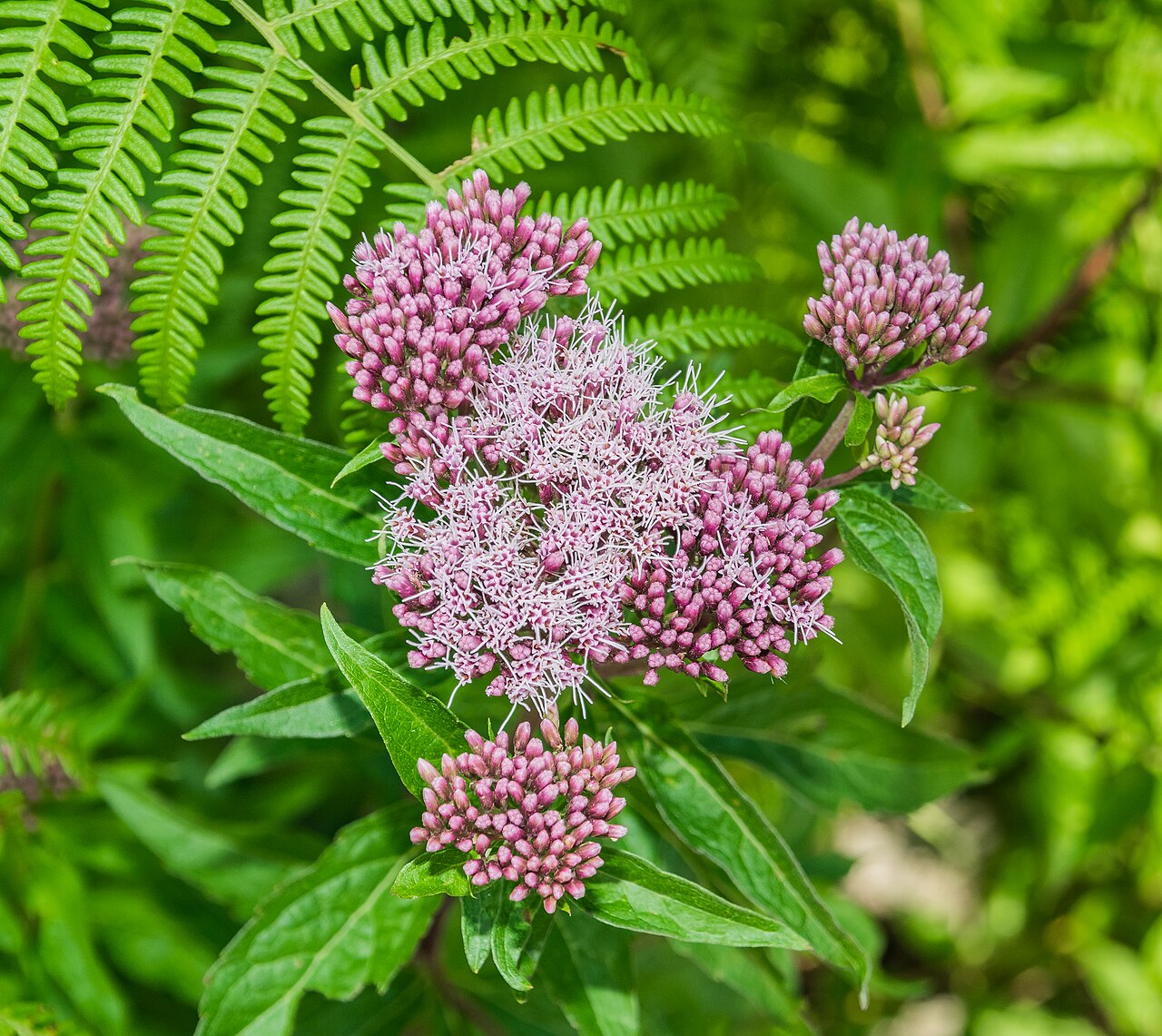 Hemp-agrimony