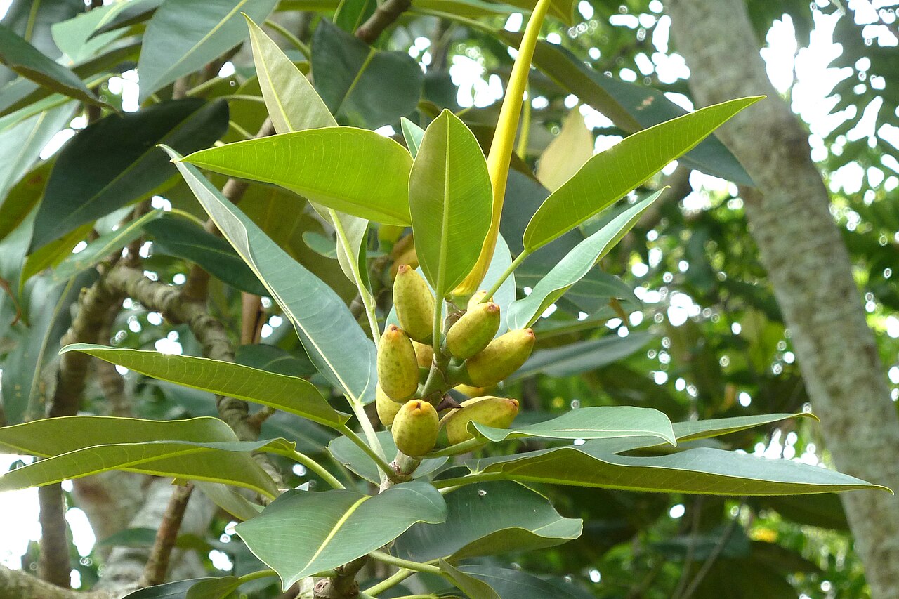 Banana fig