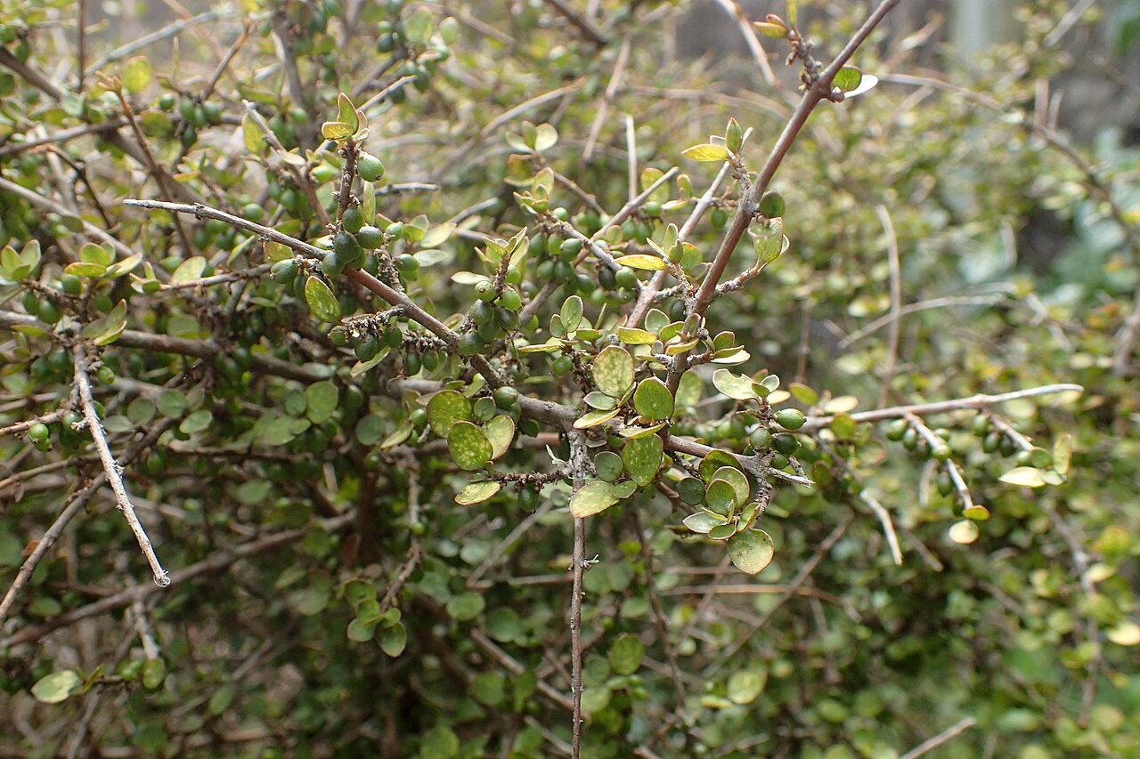 Coprosma rhamnoides