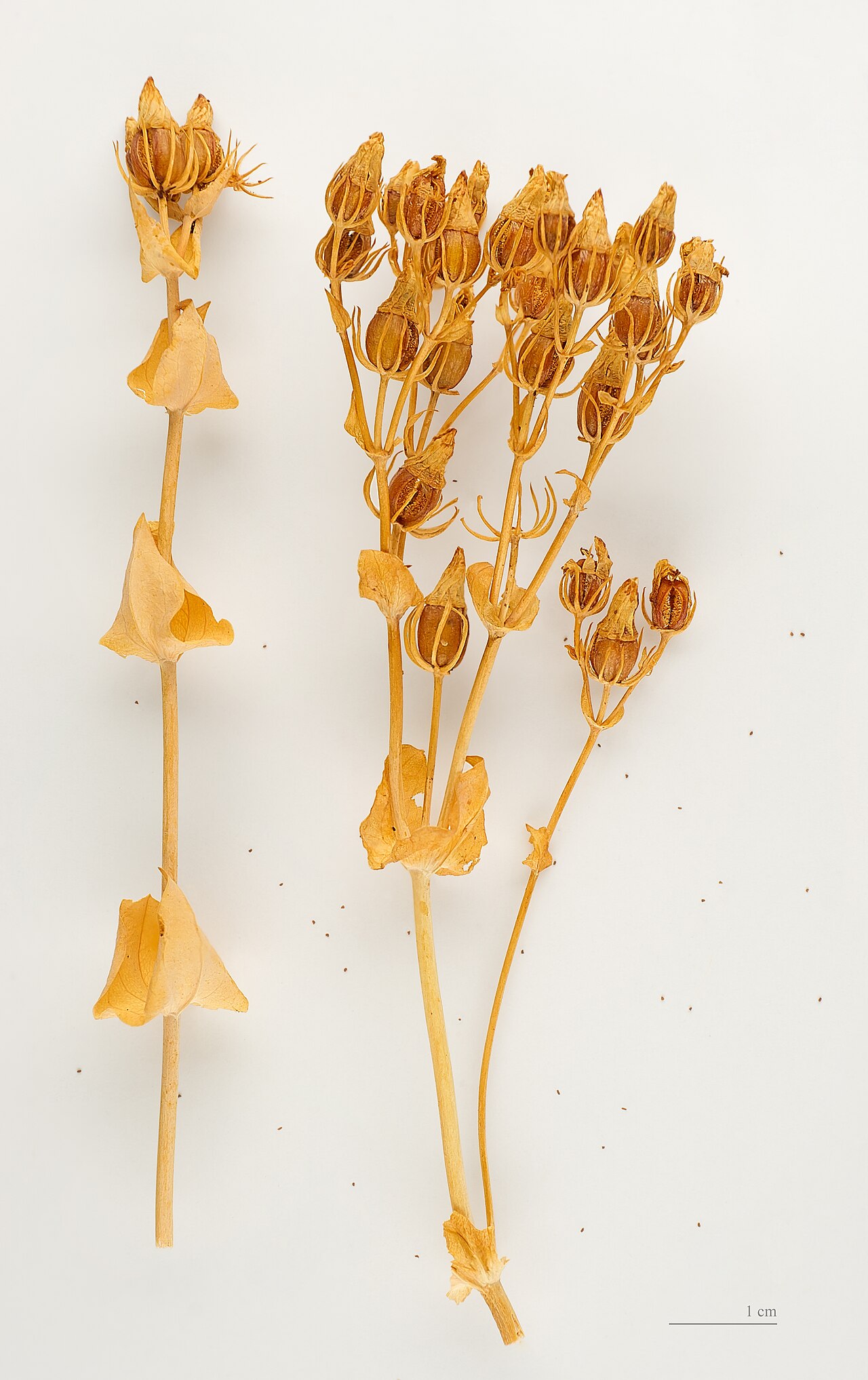 Blackstonia perfoliata