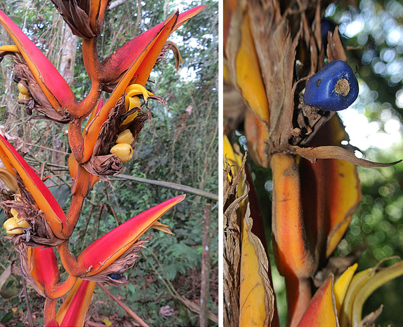 Heliconia pastazae