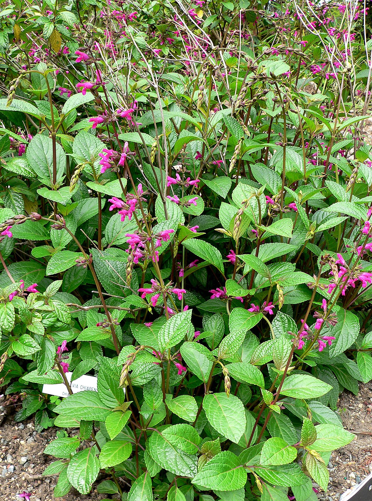 Salvia chiapensis