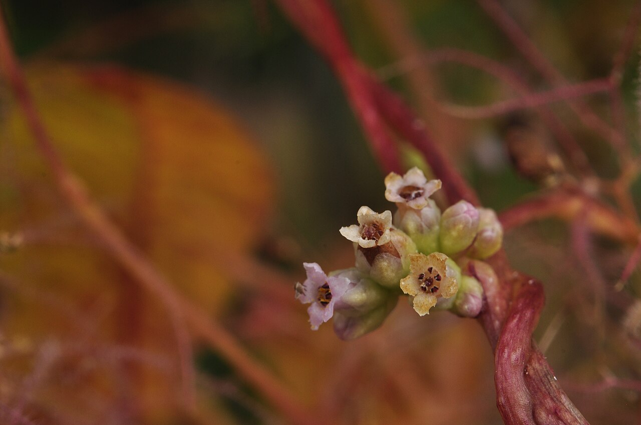Cuscuta monogyna