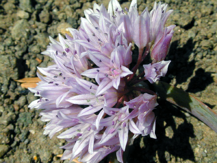 Allium siskiyouense
