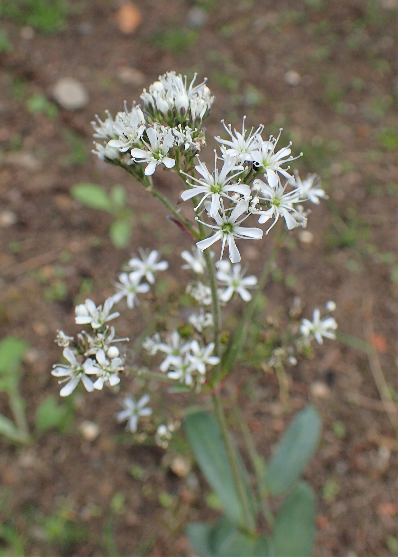 Gypsophila cephalotes