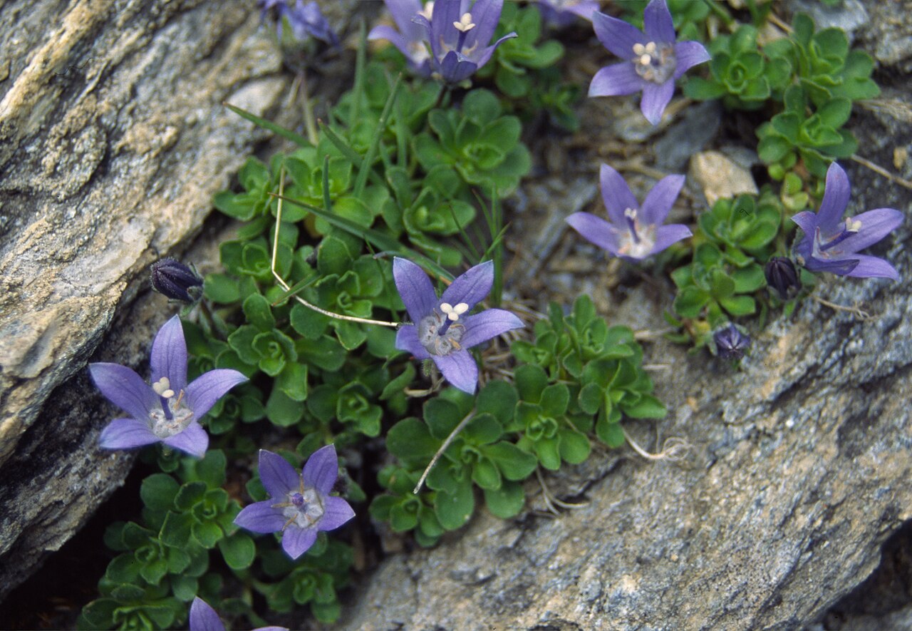 Campanula cenisia