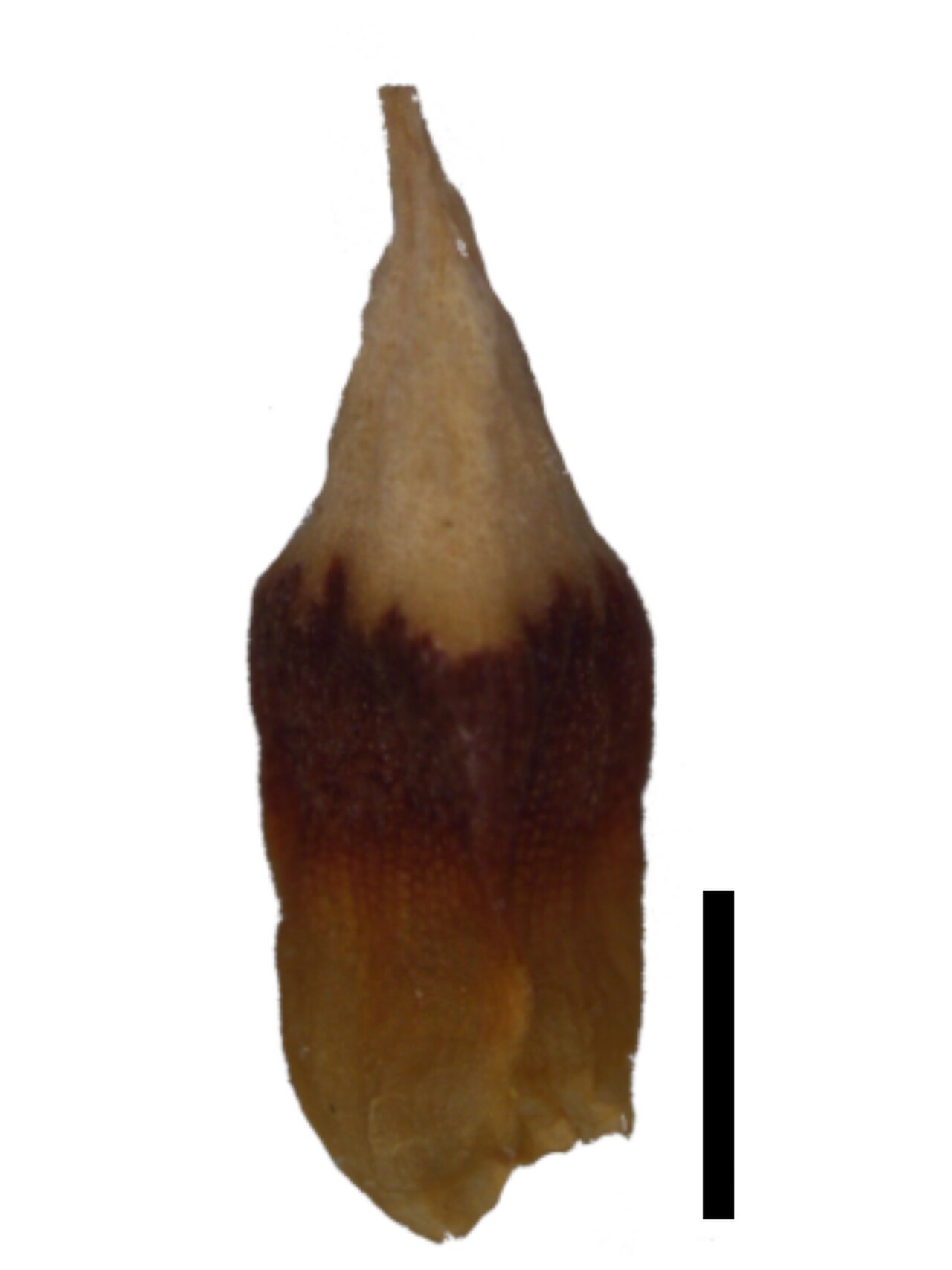 Schoenus triticoides