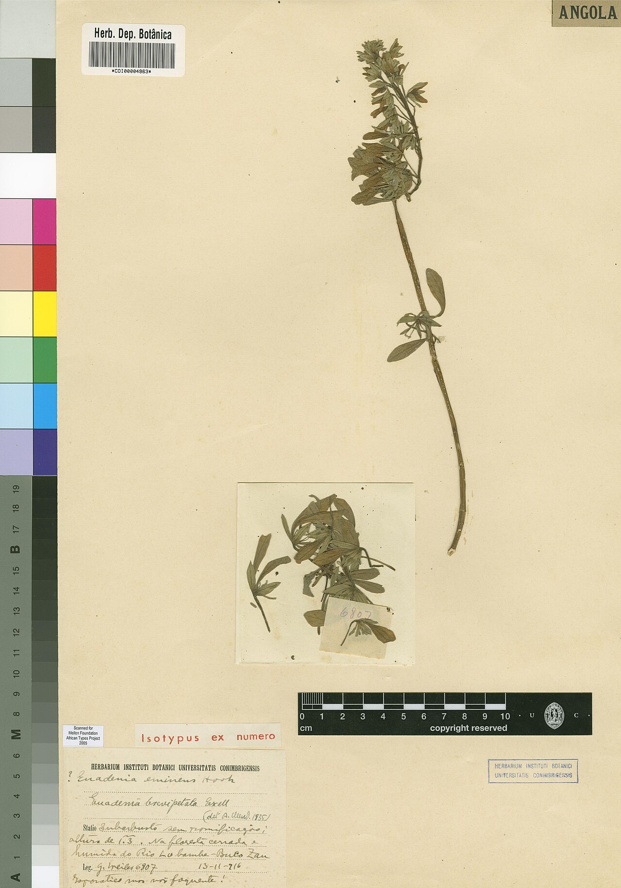 Euadenia brevipetala