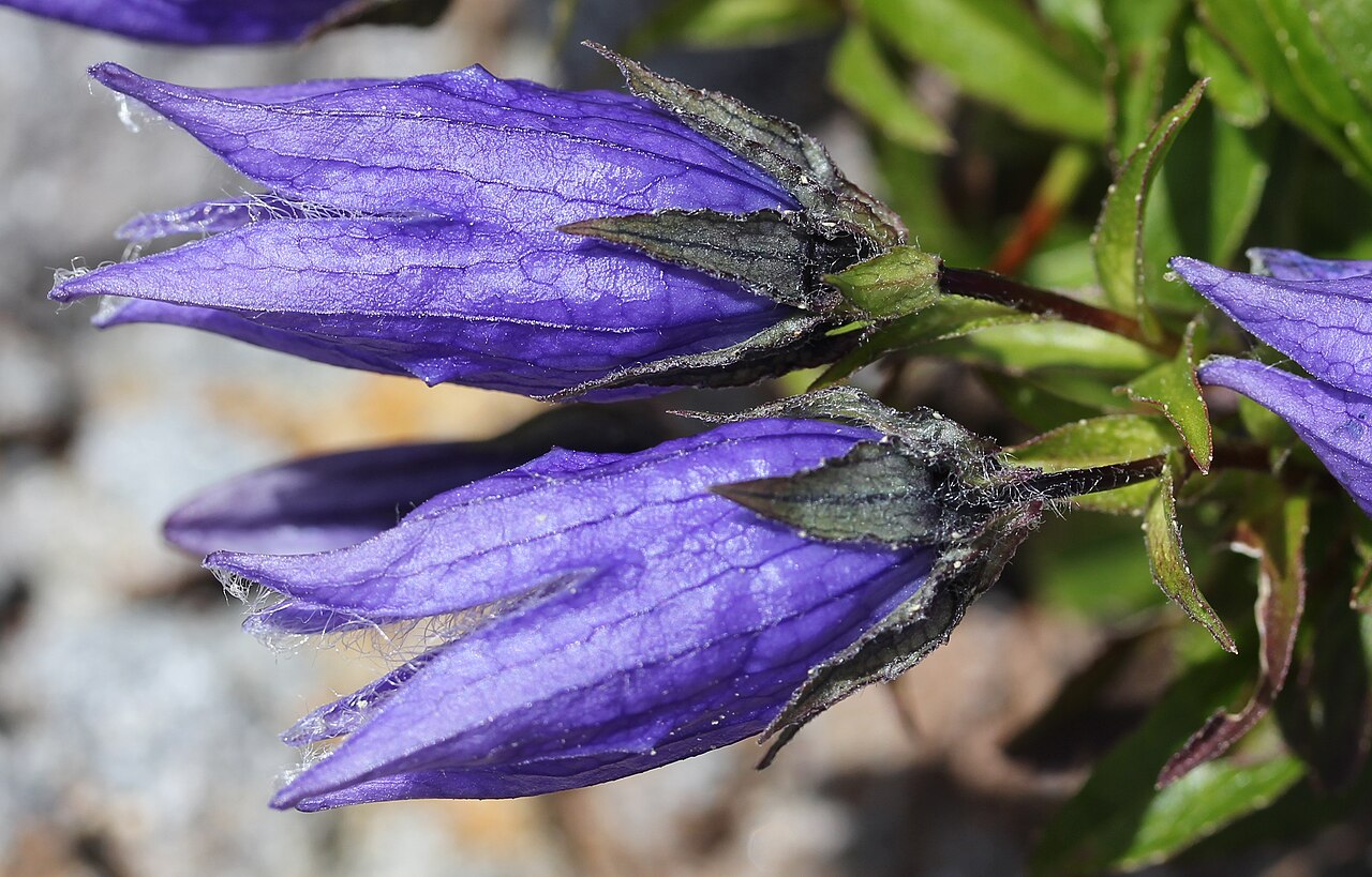 Campanula chamissonis