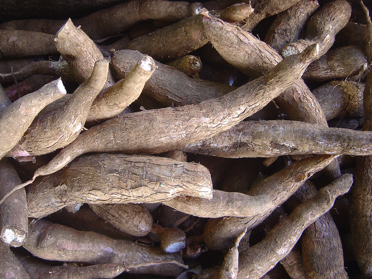 Manihot debilis