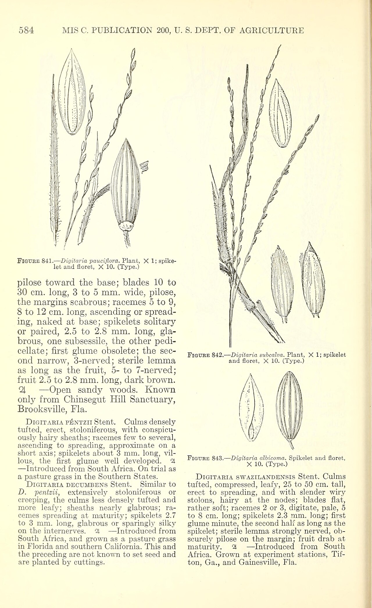 Digitaria pauciflora