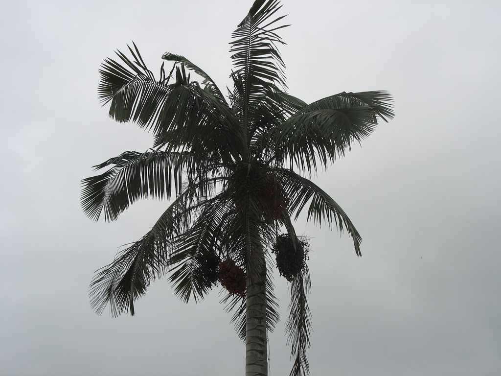Ceroxylon quindiuense