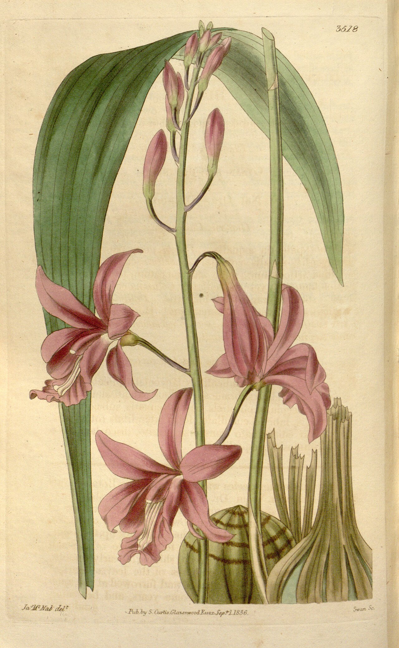 Bletia patula