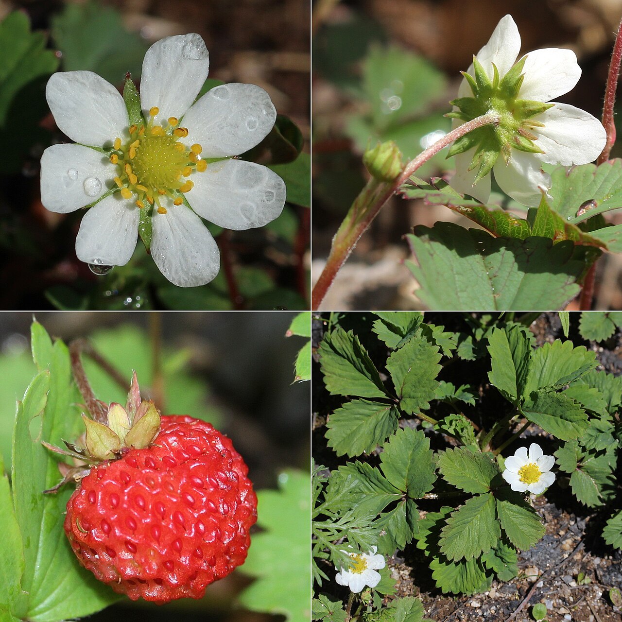 Fragaria iinumae