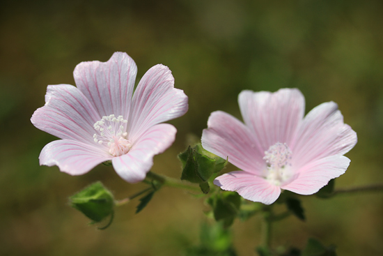 Malva hispanica