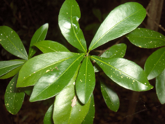 Shiny oysterwood or crabwood