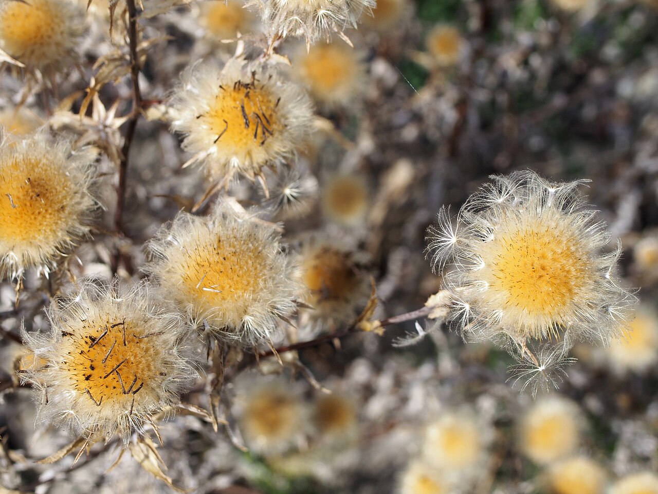Carlina biebersteinii
