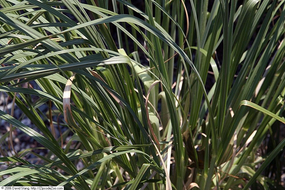 Cortaderia selloana