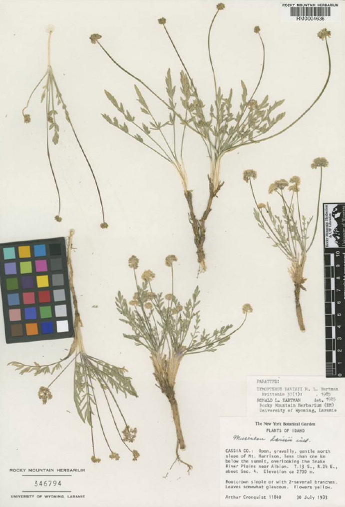 Cymopterus davisii