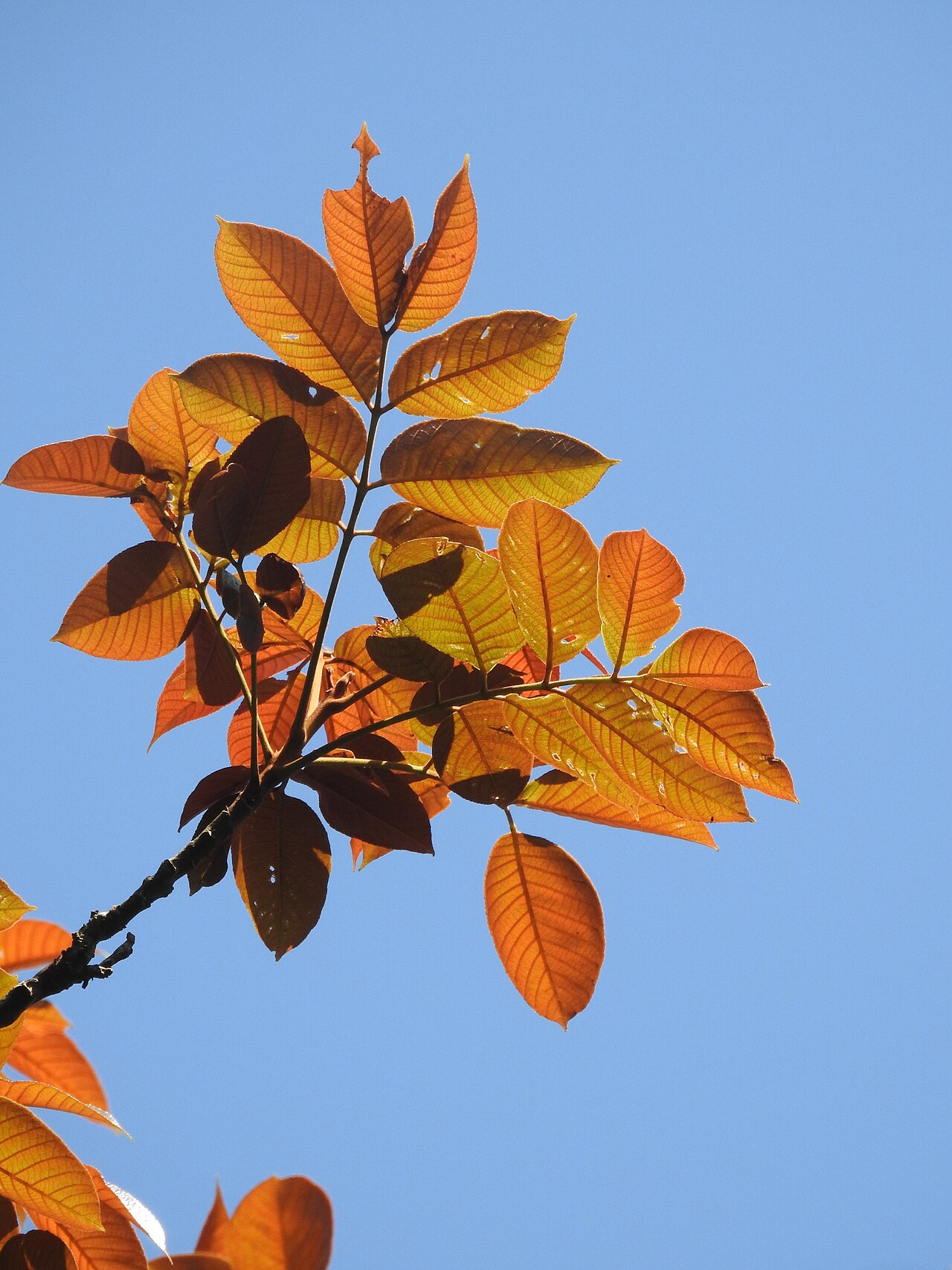 Canarium strictum