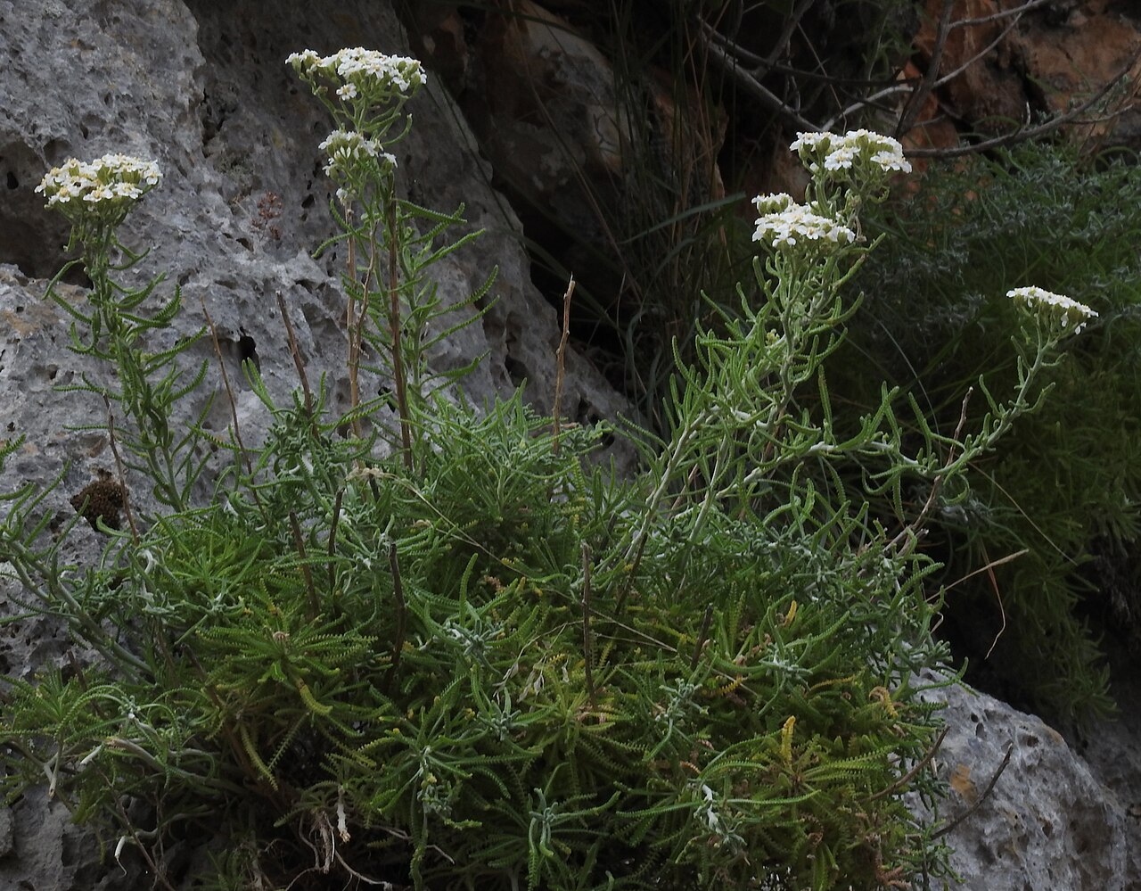 Achillea cretica