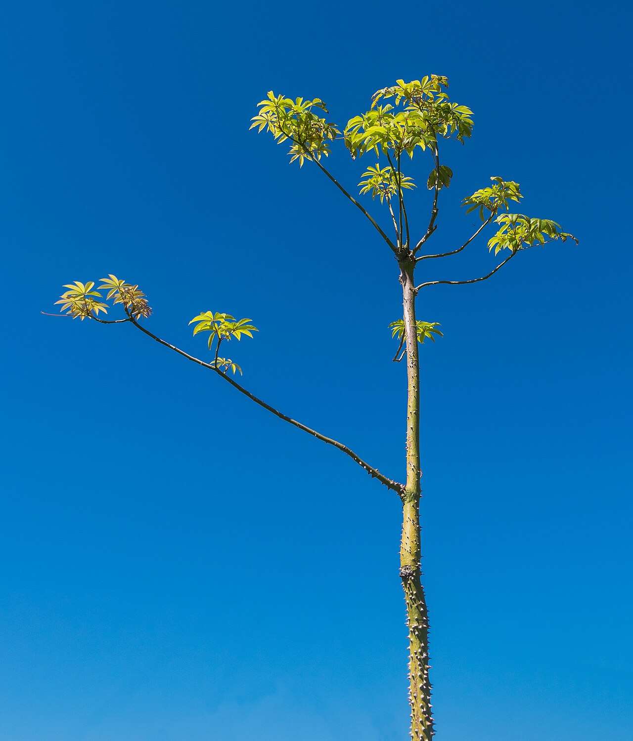 Ceiba speciosa