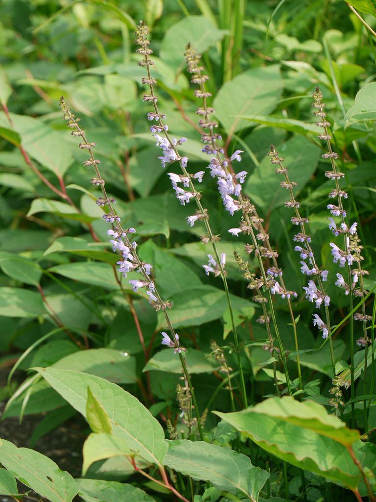 East Asian sage