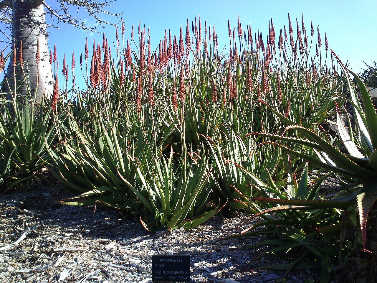 Aloe branddraaiensis