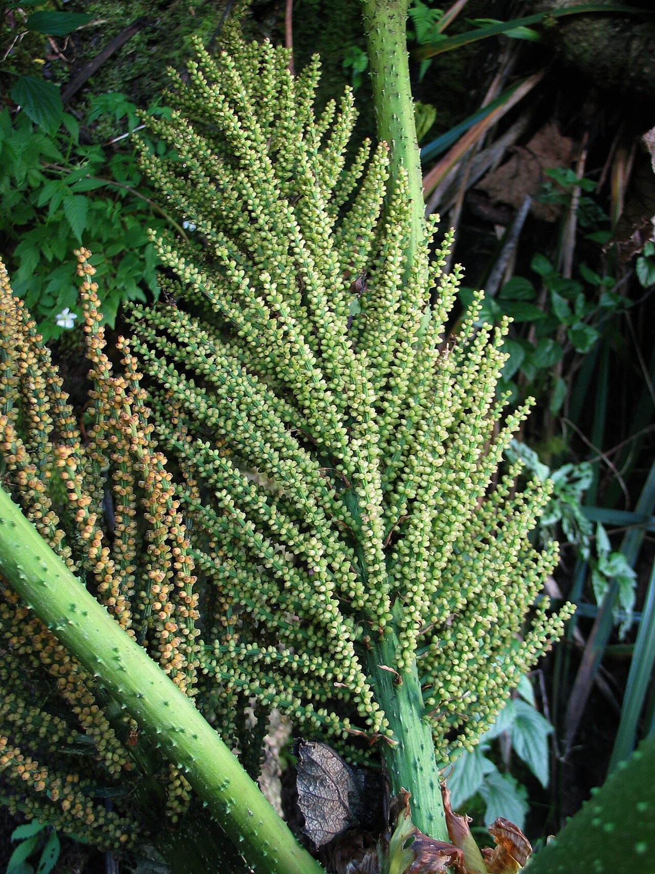 Gunnera petaloidea